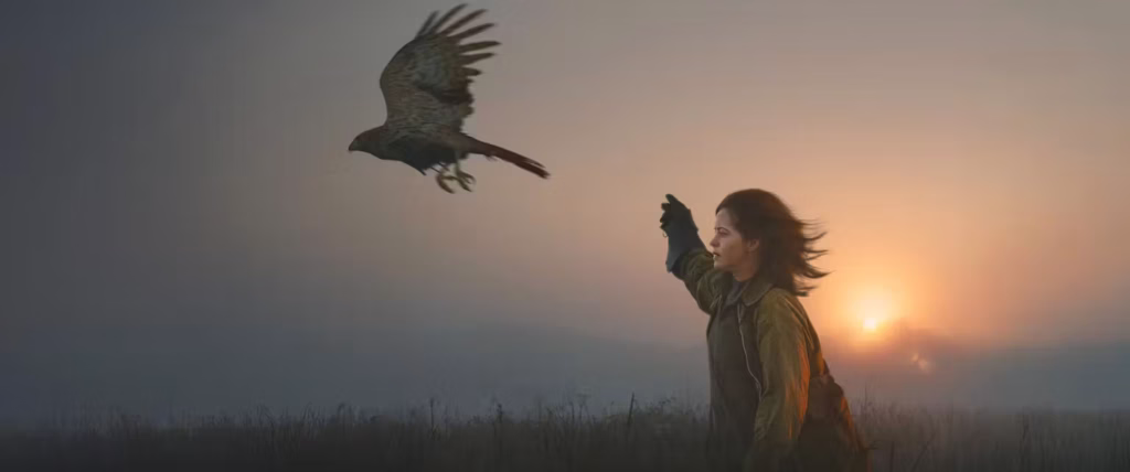 A woman wearing a falconry glove launches a large hawk into the air in a grassy field at sunrise.